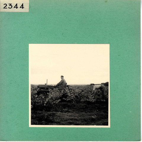 Le Thoureil : Vignoble, côteaux de la Loire (près de l'Abbaye de Saint Maur)