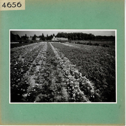 Anjou : Champ de fleurs, pépinières