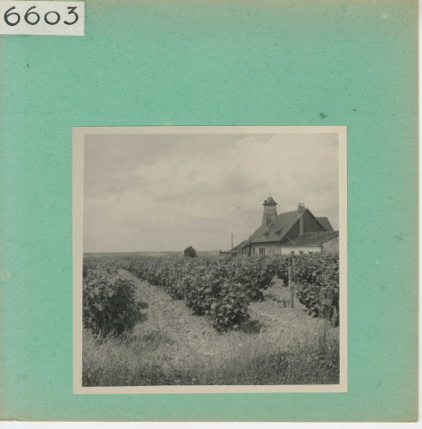 Rochefort-sur-Loire : Vignoble angevin, Moulin de Piégüe