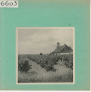 Rochefort-sur-Loire : Vignoble angevin, Moulin de Piégüe