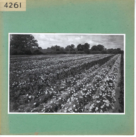 Anjou : Champ de fleurs, pépinières