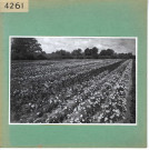 Anjou : Champ de fleurs, pépinières