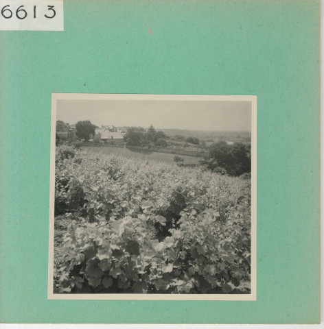 Anjou : Vignoble angevin