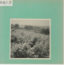 Anjou : Vignoble angevin