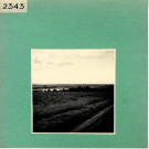 Le Thoureil : Vignoble, côteaux de la Loire (près de l'Abbaye de Saint Maur)