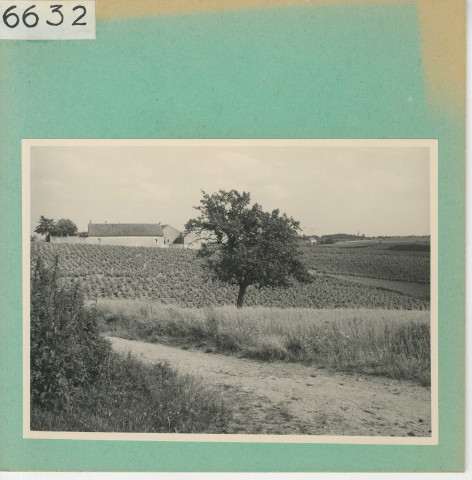 Anjou : Vignoble angevin