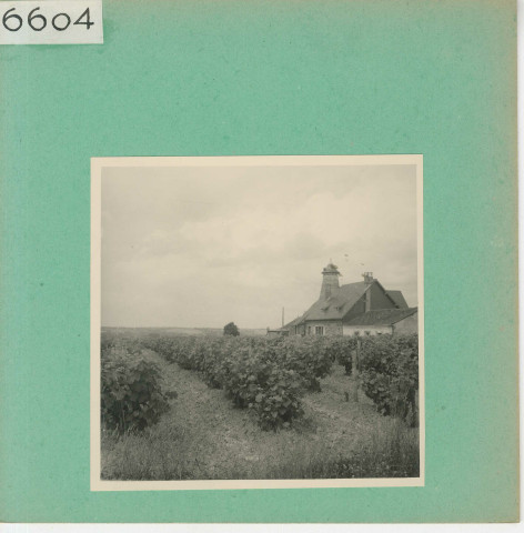 Rochefort-sur-Loire : Vignoble angevin, Moulin de Piégüe