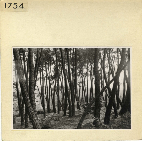 Angers : Parc de La Haye