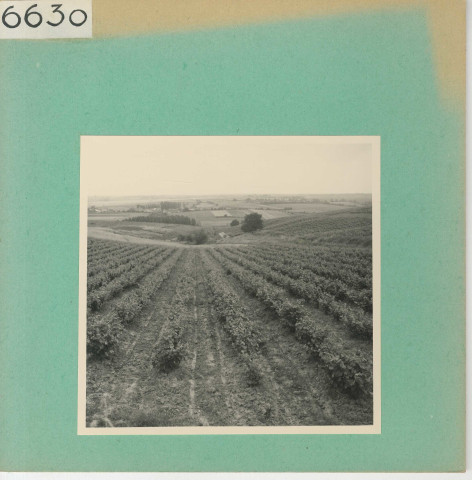 Anjou : Vignoble angevin