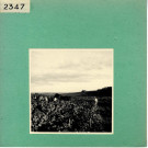 Le Thoureil : Vignoble, côteaux de la Loire (près de l'Abbaye de Saint Maur)