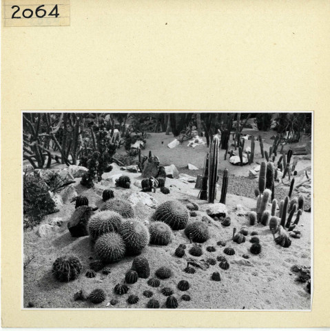 Angers : Jardin des Plantes