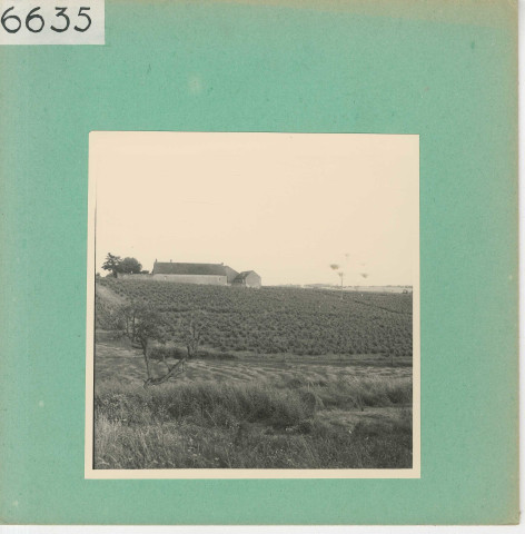 Rochefort-sur-Loire : Vignoble angevin, Quart de Chaume